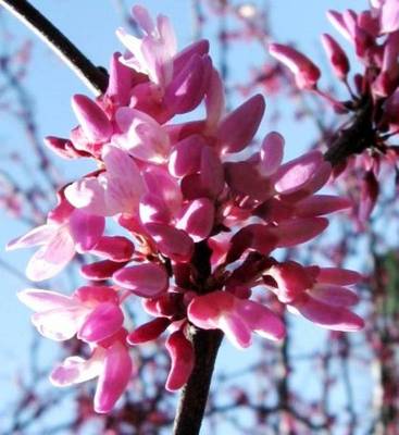 CERCIS CANADENSIS